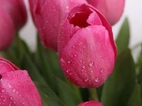 全国鲜花闪送 朋友生日送什么鲜花好